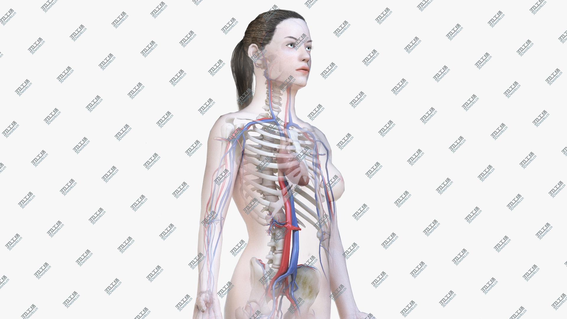 images/goods_img/20210313/Female Body, Skeleton and Vascular System (Low Poly) 3D model/1.jpg